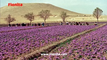 The-Multimillion-Dollar-Saffron-Industry-in-Iran