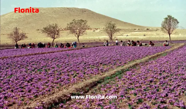The Multimillion-Dollar Saffron Industry in Iran