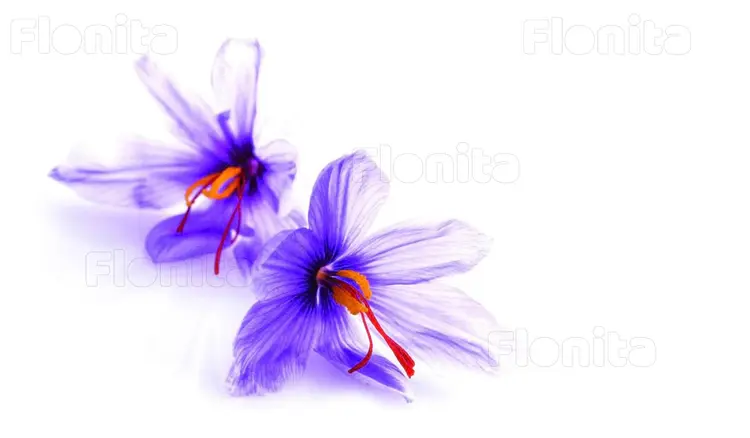 Iran is the world's leading producer of saffron