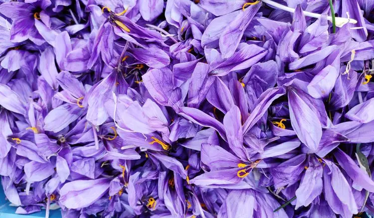 The benefit of Saffron petal usage on saffron growth and yield  