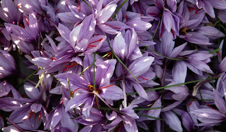Unlocking the Mysteries of Saffron: A Comprehensive Guide